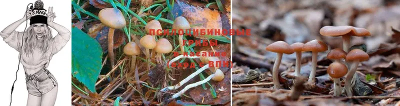 дарнет шоп  Махачкала  Псилоцибиновые грибы Psilocybe 